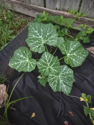 Butternut Squash