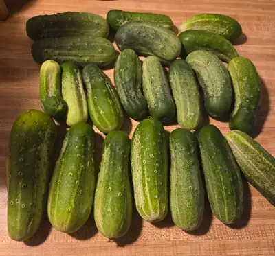 Pickling Cucumber