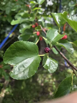 Red Mulberry