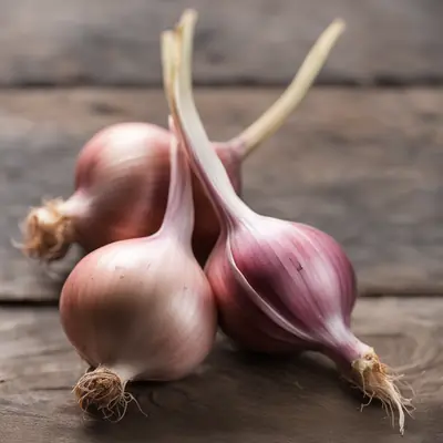 Shallot