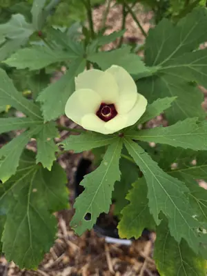 Okra