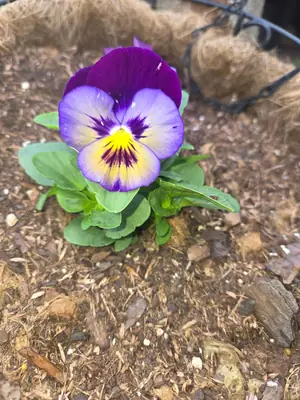 Pansy