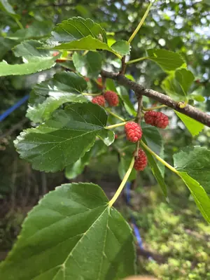 Red Mulberry